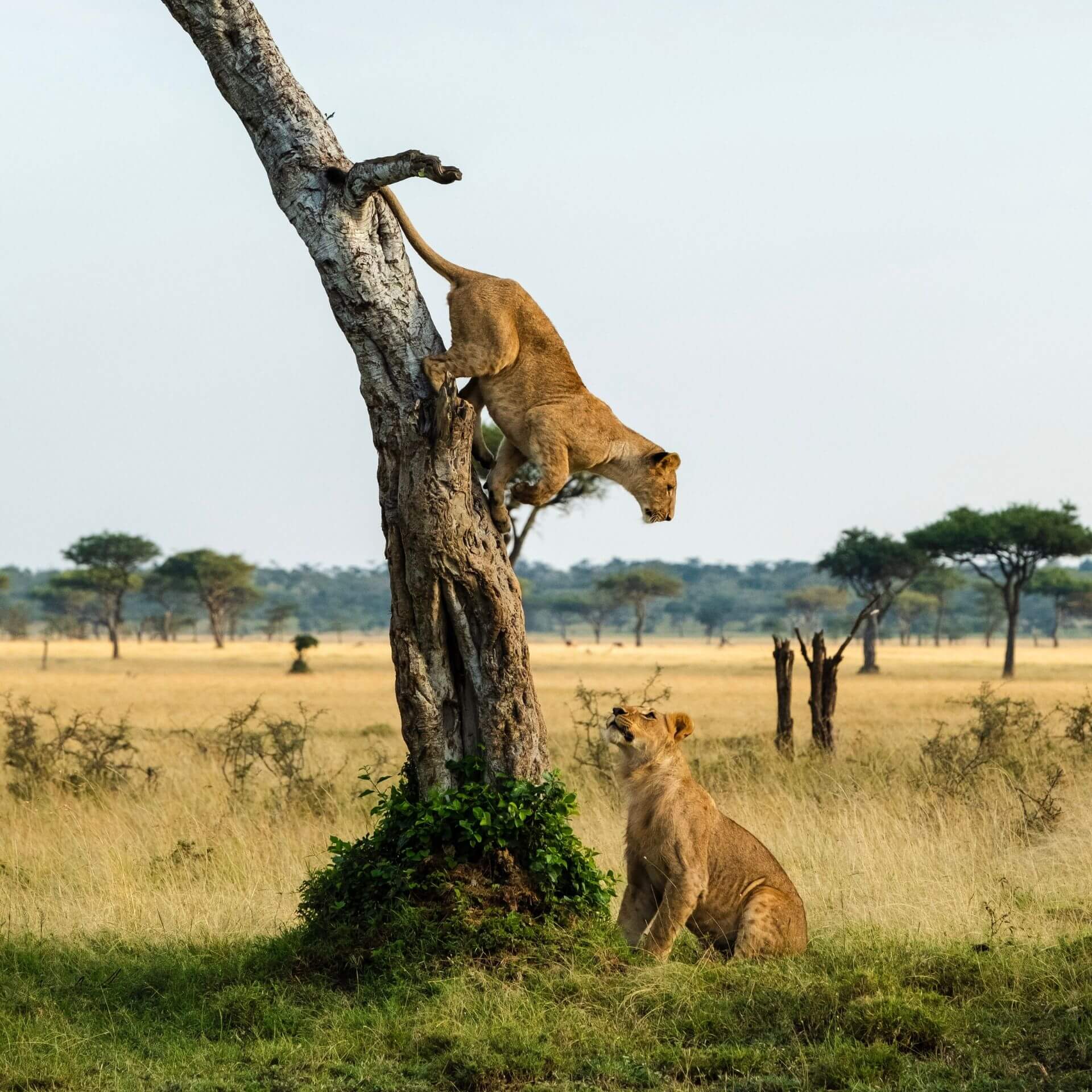 Queen Elizabeth NP — Uganda wildlife savannah